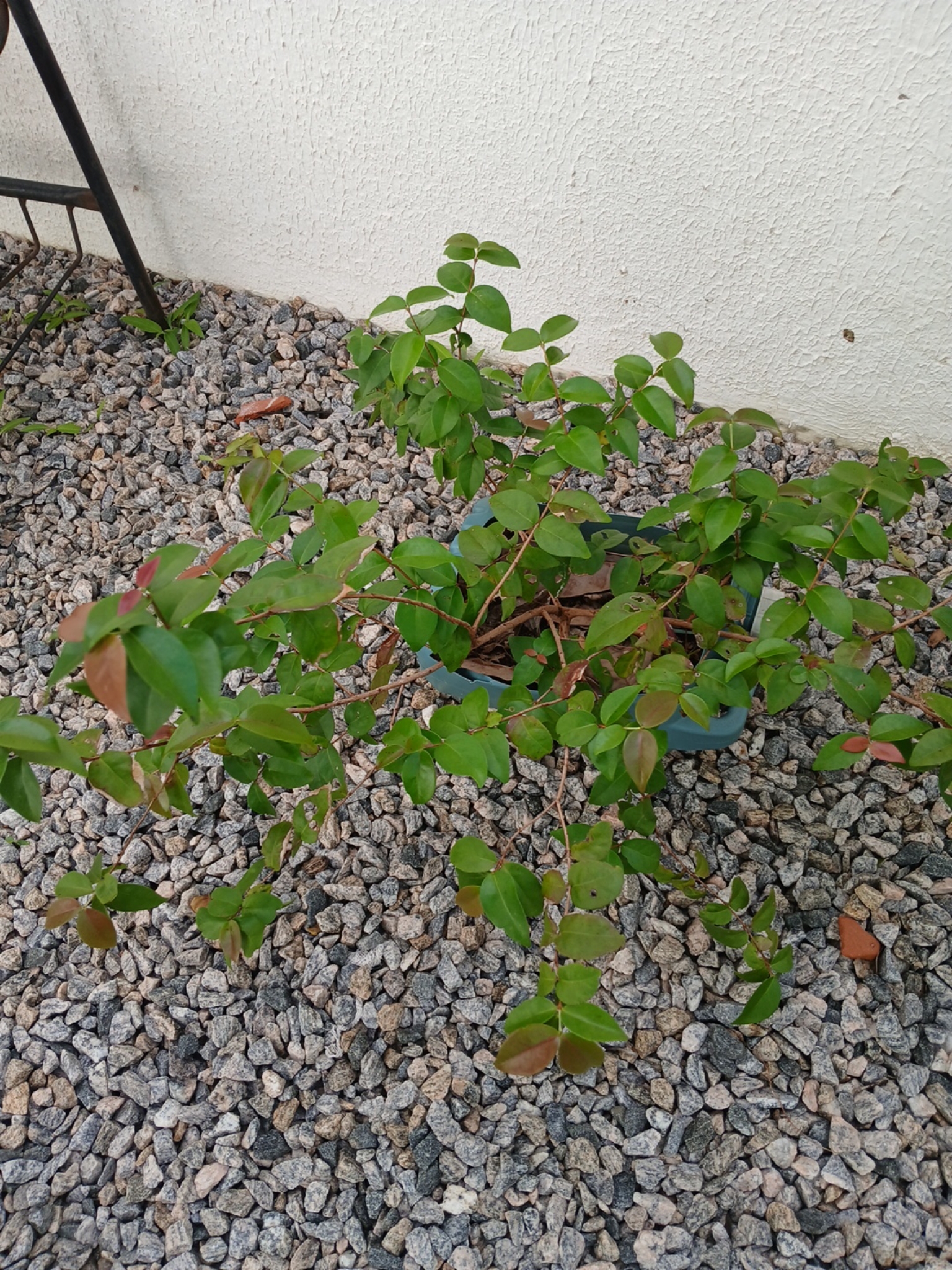 Eugenia uniflora
