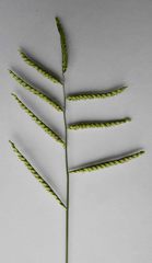 Urochloa mosambicensis