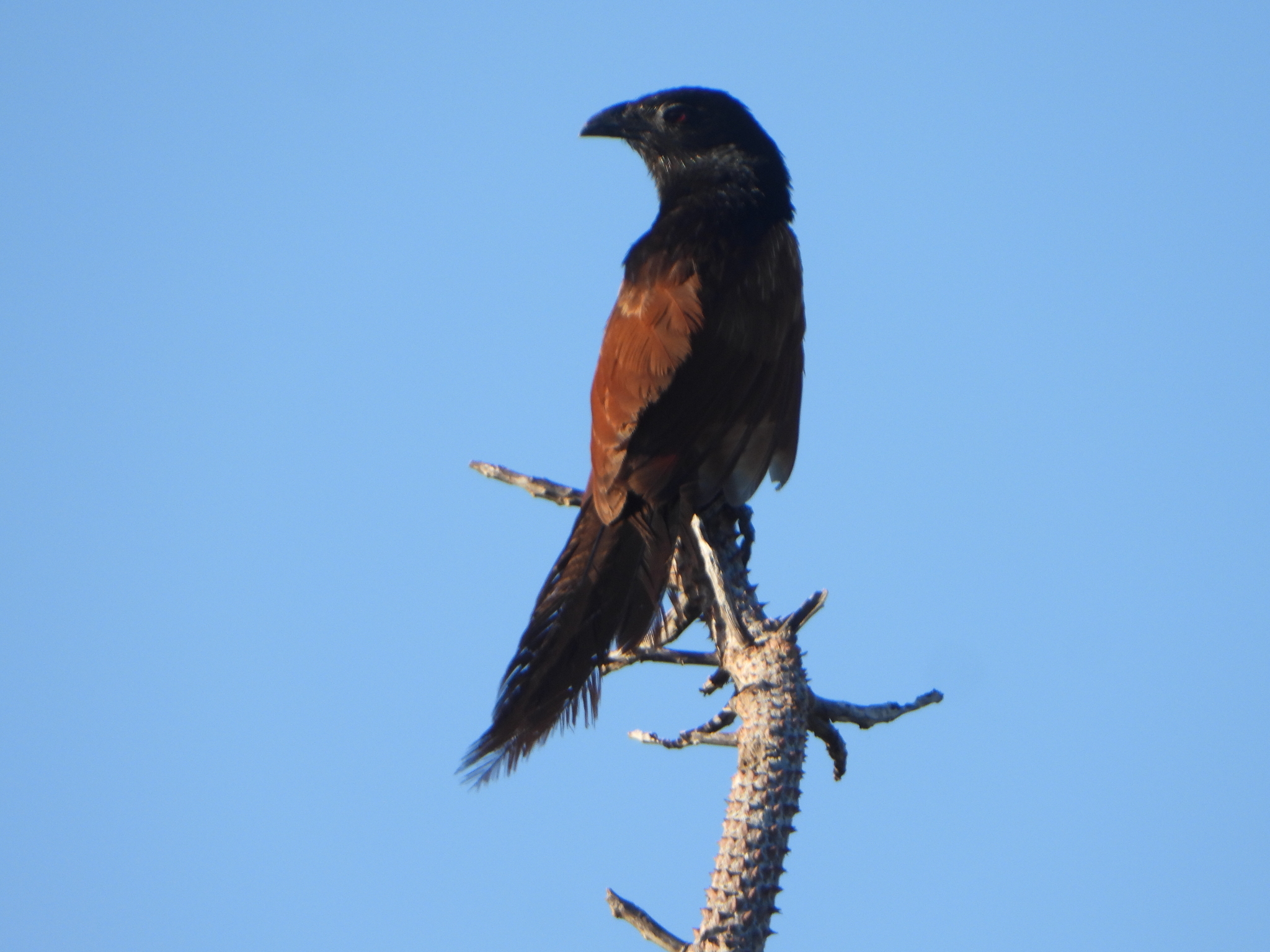 Malagasy Coucal (Centropus toulou), photo 2