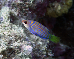 Pseudocheilinus hexataenia