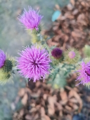 Cirsium rhaphilepis