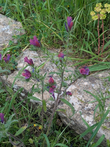 Echium creticum, photograph 5