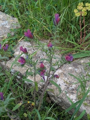 (c) Sam J. Thomas, some rights reserved (CC BY) Echium creticum, photograph (c) Sam J. Thomas, some rights reserved (CC BY)