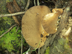 Hohenbuehelia clelandii