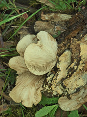 Hohenbuehelia clelandii