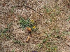 Plantago monosperma
