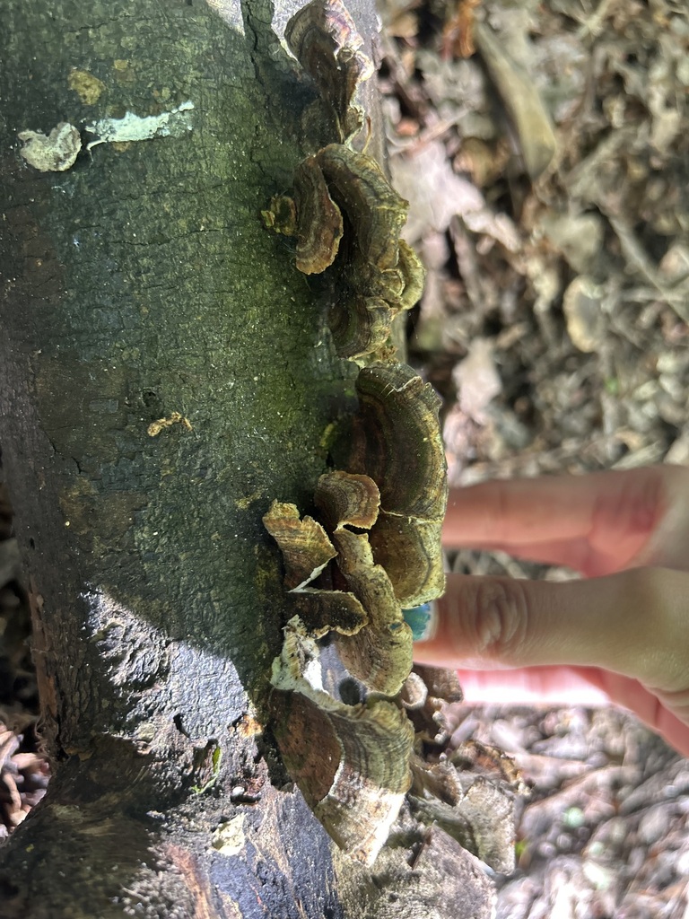 Trametes versicolor · May 2026 · photo: © priyastoric (iNaturalist, cc-by)