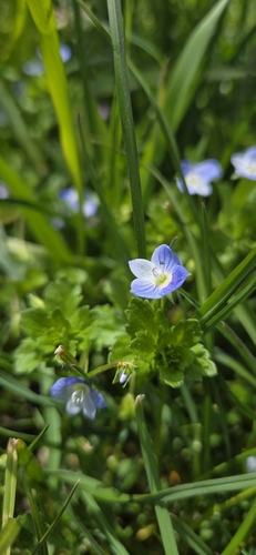 bird's-eye speedwell