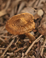 Inocybe australiensis
