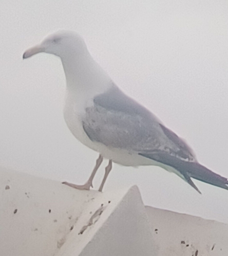 Avistamiento Gaviota patiamarilla