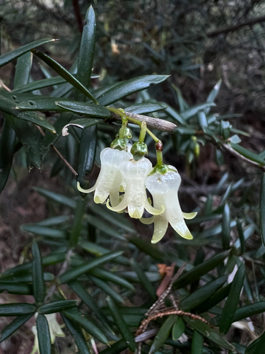 Lissanthe sapida, 2026-05-06