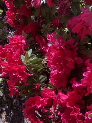 Rhododendron simsii