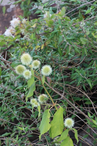 Cyathula uncinulata, photograph 6