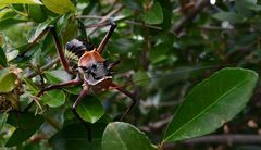Acanthoplus