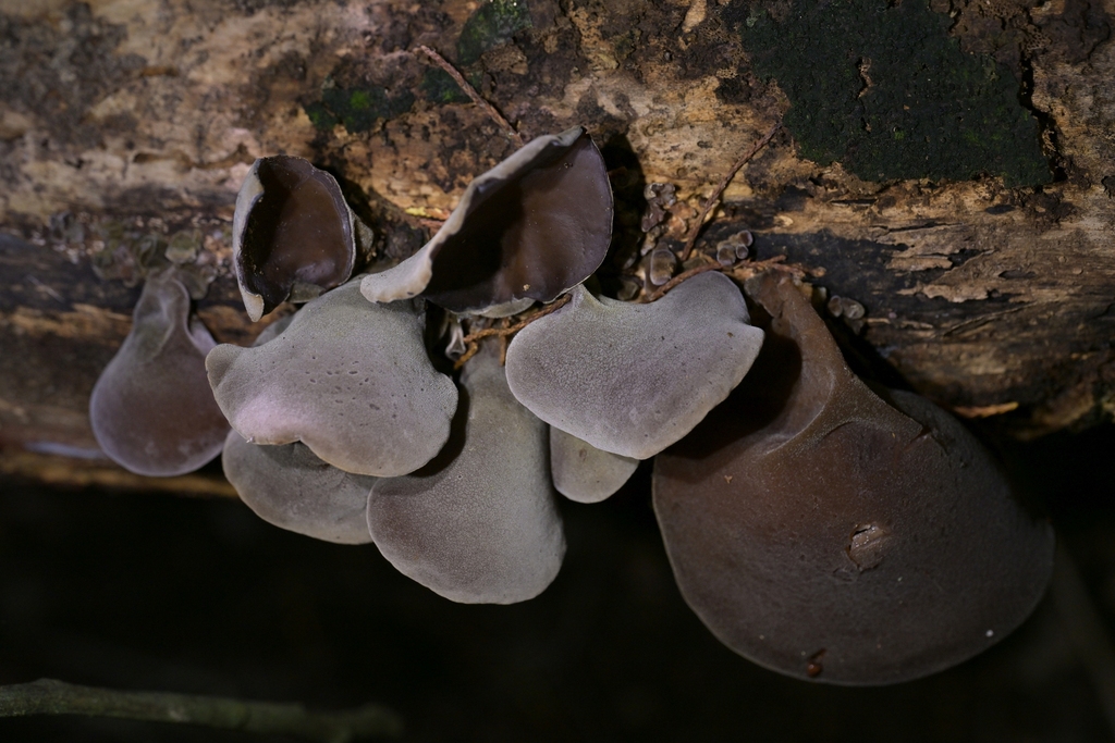 Auricularia cornea · April 2026 · photo: © christopherstephens (iNaturalist, cc-by)