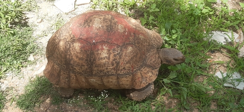 Leopard Tortoise