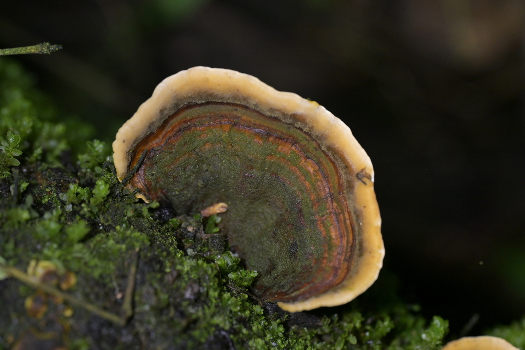 Stereum ostrea · April 2026 · photo: © christopherstephens (iNaturalist, cc-by)