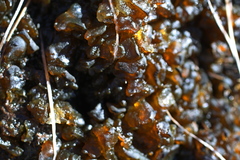 Nostocaceae