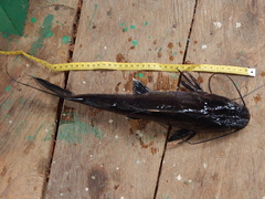 Hemibagrus hoevenii
