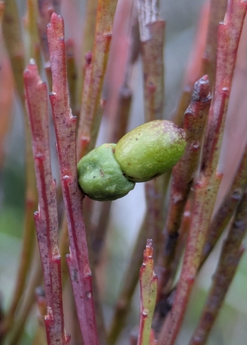 Exocarpos pseudocasuarina observed 2026-05-04