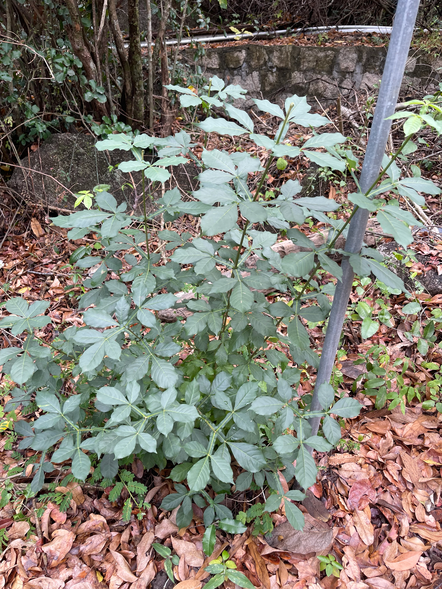 Citrus trifoliata (Citrus trifoliata)