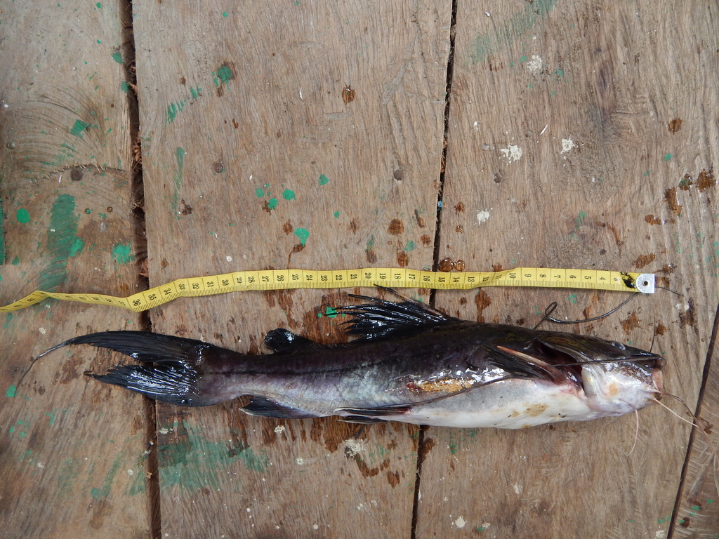 Blacktail Catfish