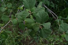 Cordia monoica