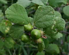 Cordia monoica