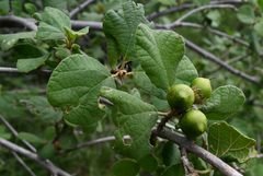 Cordia monoica