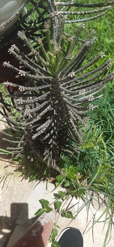 Mother of Millions