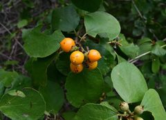 Cordia monoica