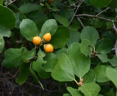 Cordia monoica