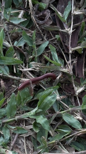 Rusty Millipede