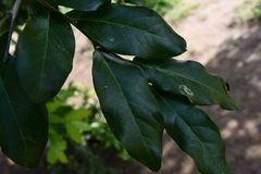 Drypetes mossambicensis