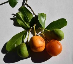 Drypetes mossambicensis