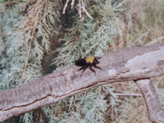 Hyperechia bomboides