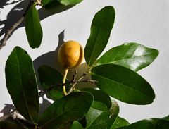 Drypetes mossambicensis