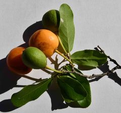 Drypetes mossambicensis