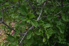 Gardenia resiniflua