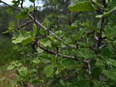 Gardenia resiniflua
