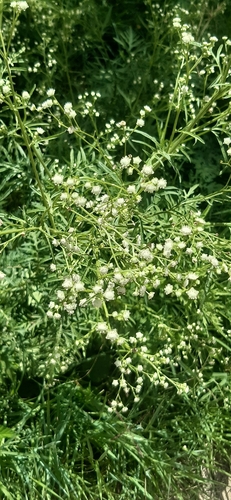 Santa Maria feverfew