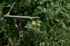 Commiphora edulis edulis