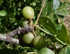 Commiphora edulis edulis