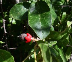 Commiphora edulis edulis