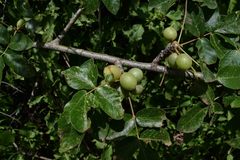 Commiphora edulis edulis