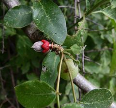 Commiphora edulis edulis