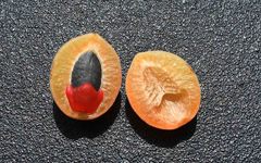 Commiphora edulis edulis