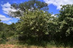 Commiphora edulis edulis