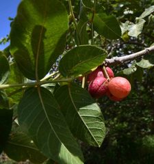 Commiphora edulis edulis