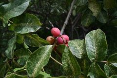 Commiphora edulis edulis